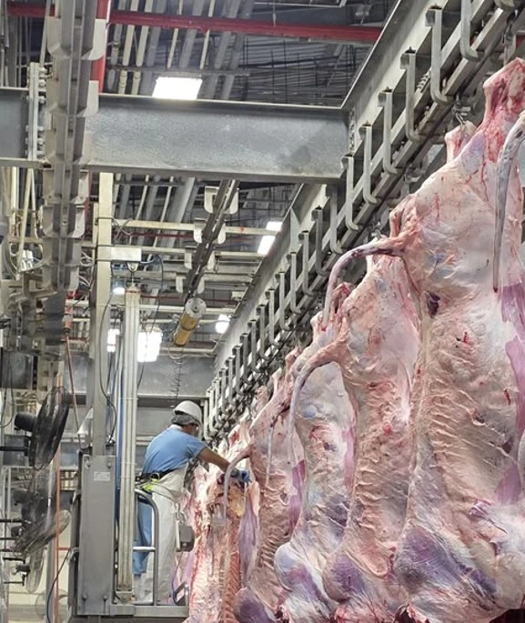 CARNE2