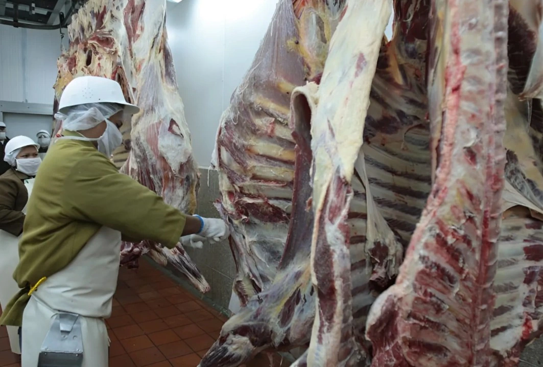 CARNE3