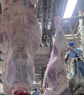 CARNE4