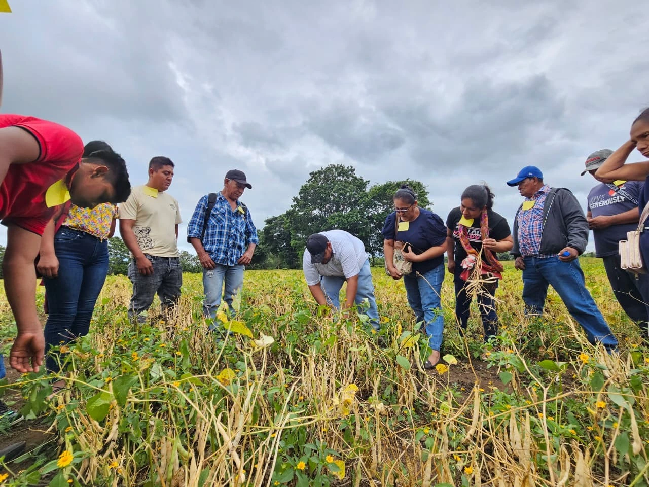 FRIJOL3