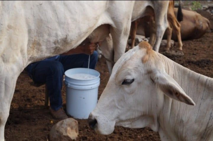 LECHE1