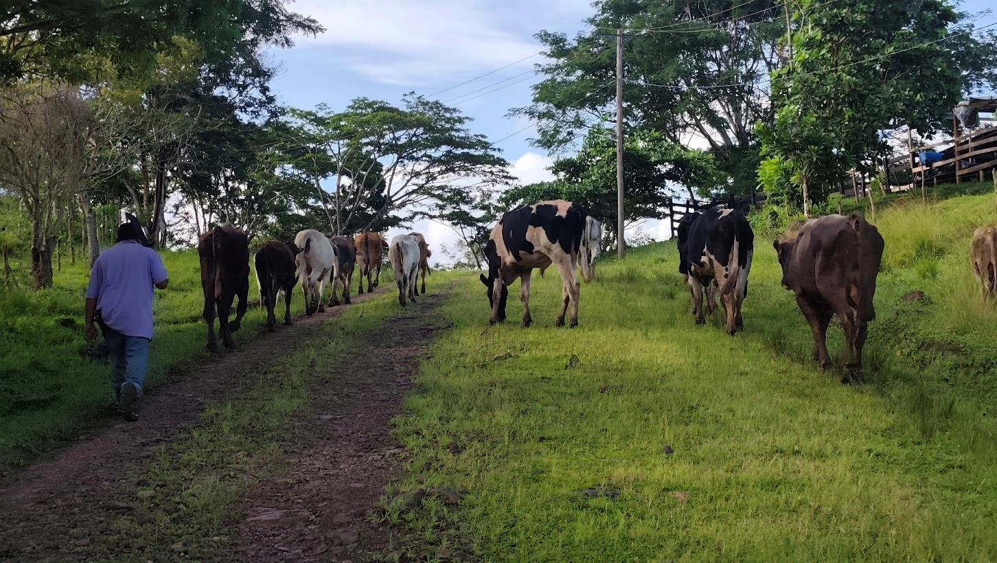 LECHE3
