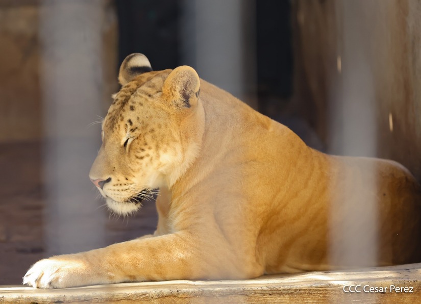 ZOOLOGICO17