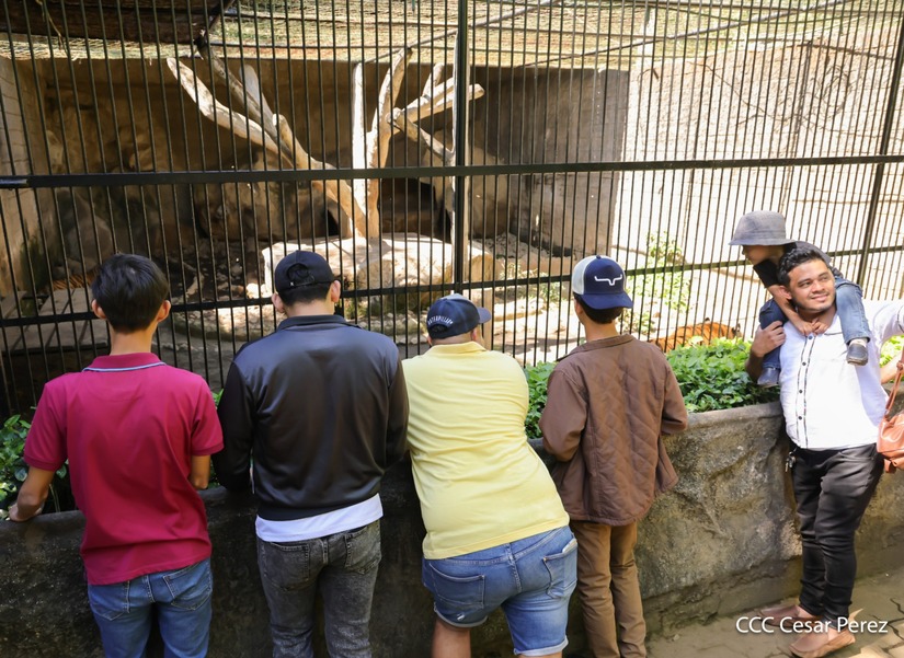 ZOOLOGICO19