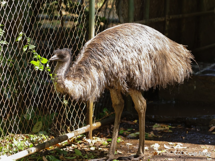 ZOOLOGICO22