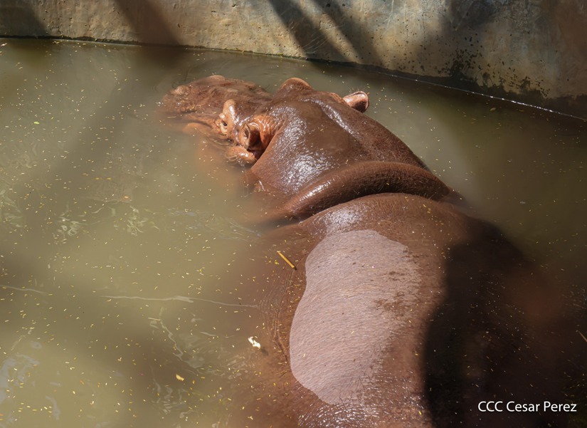 ZOOLOGICO25