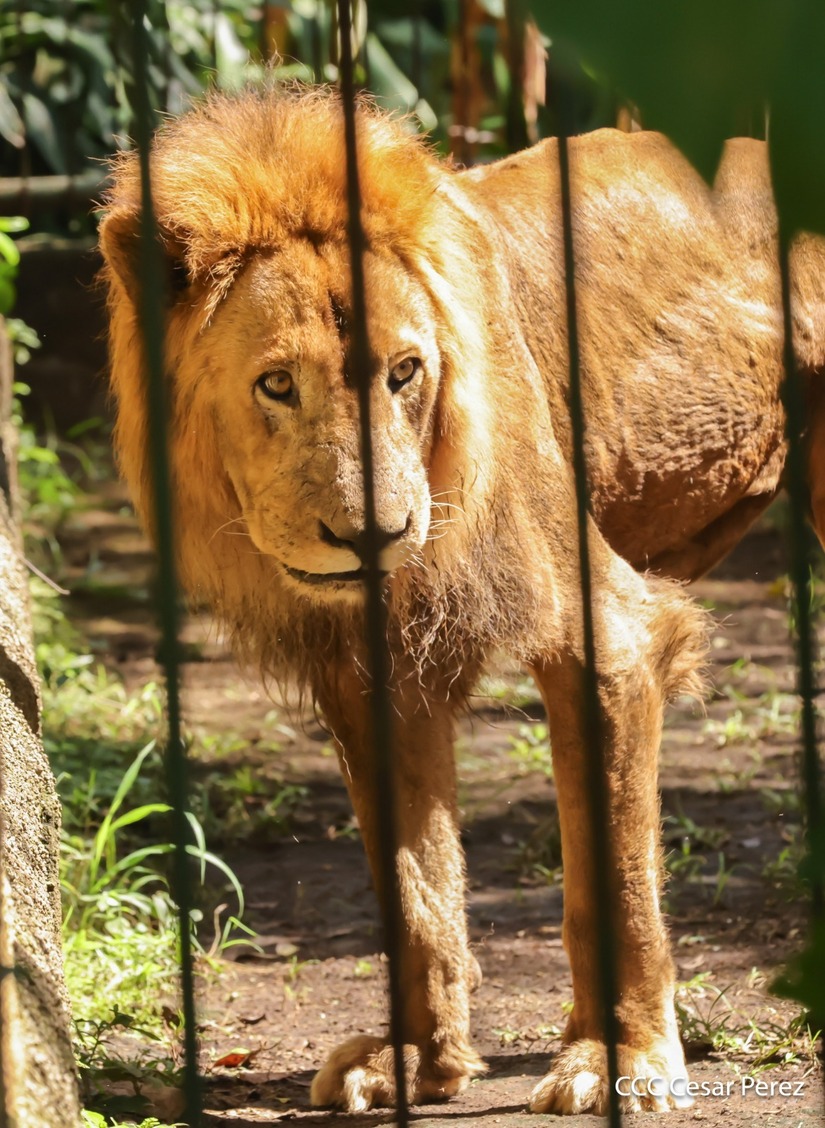 ZOOLOGICO28