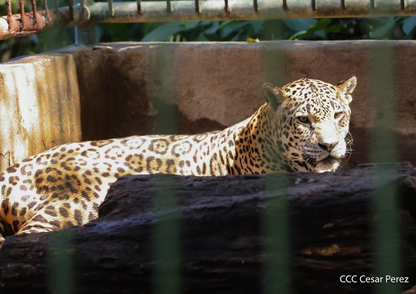 ZOOLOGICO30