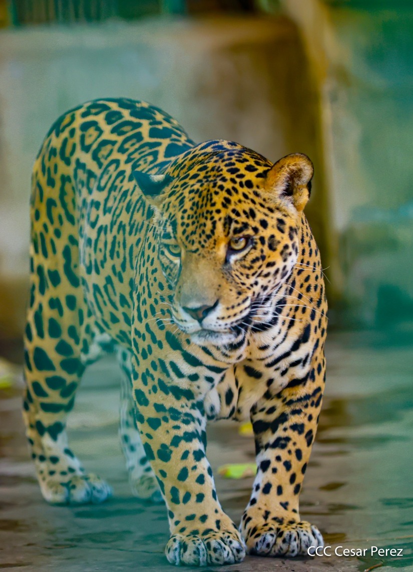 ZOOLOGICO31