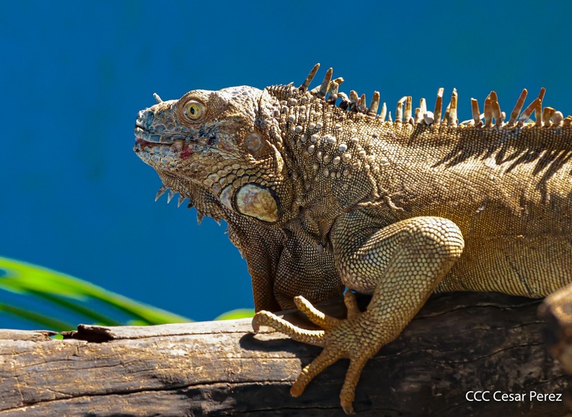 ZOOLOGICO33