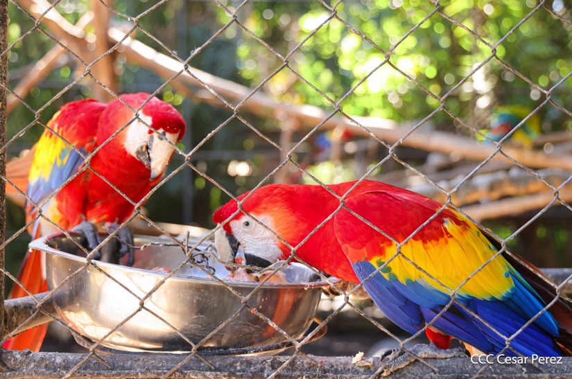 ZOOLOGICO6