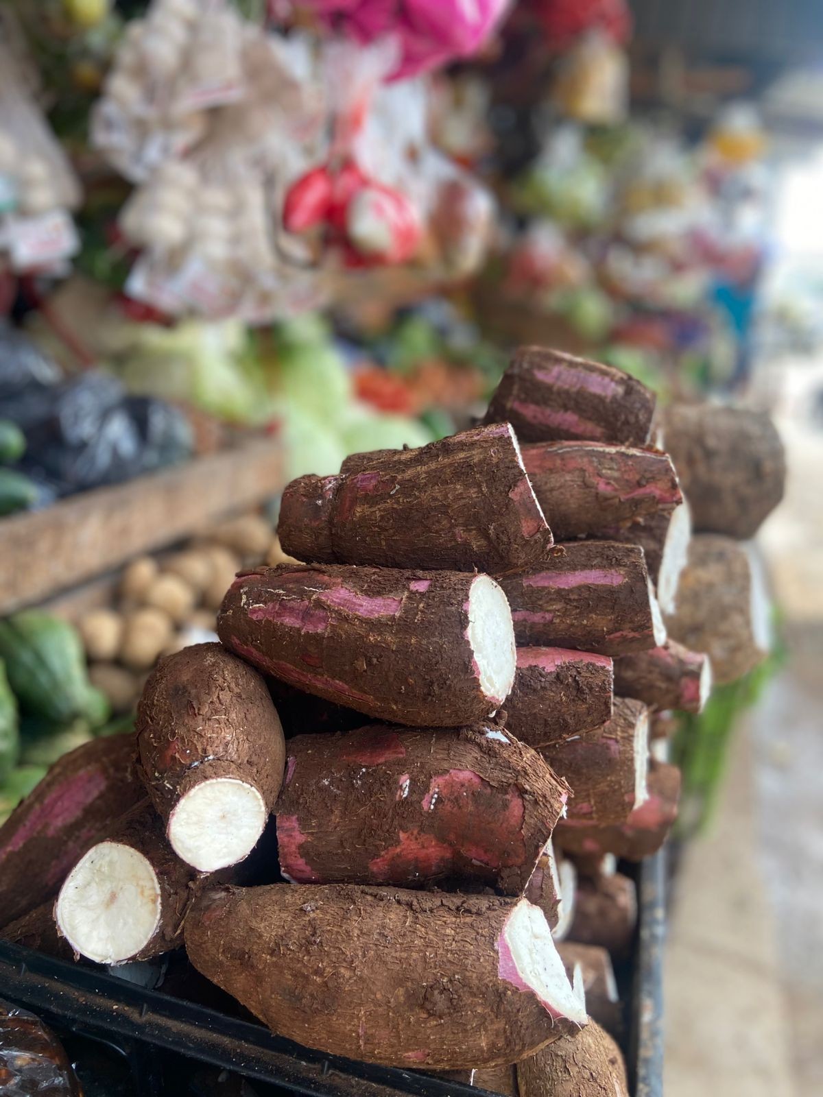 YUCA3