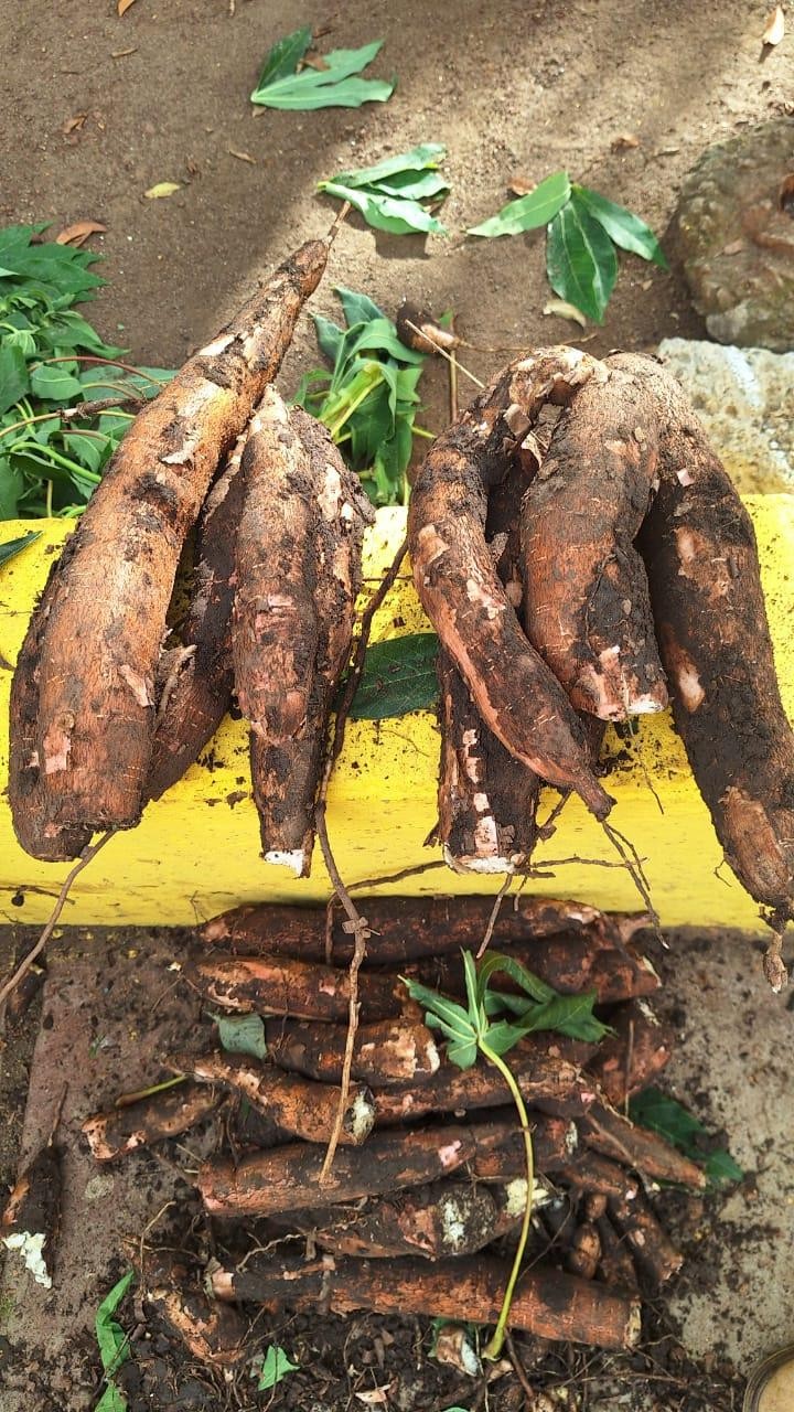 YUCA4