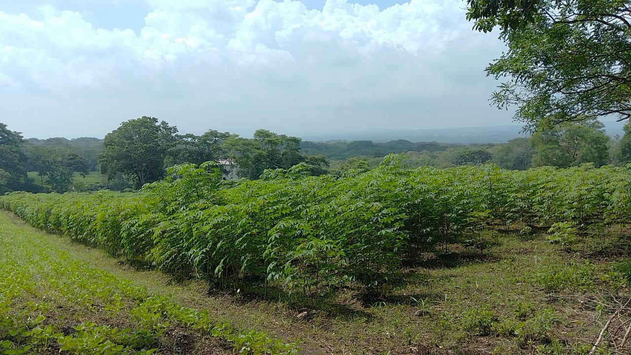 YUCA5