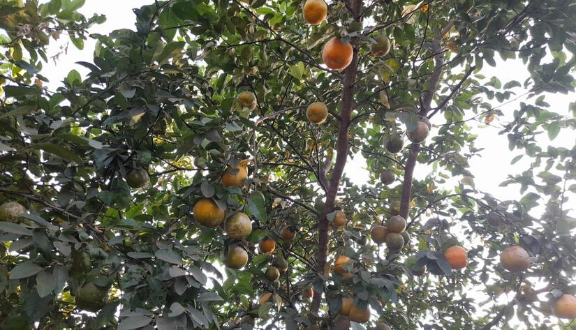 NARANJA1