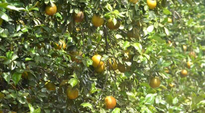 NARANJA2