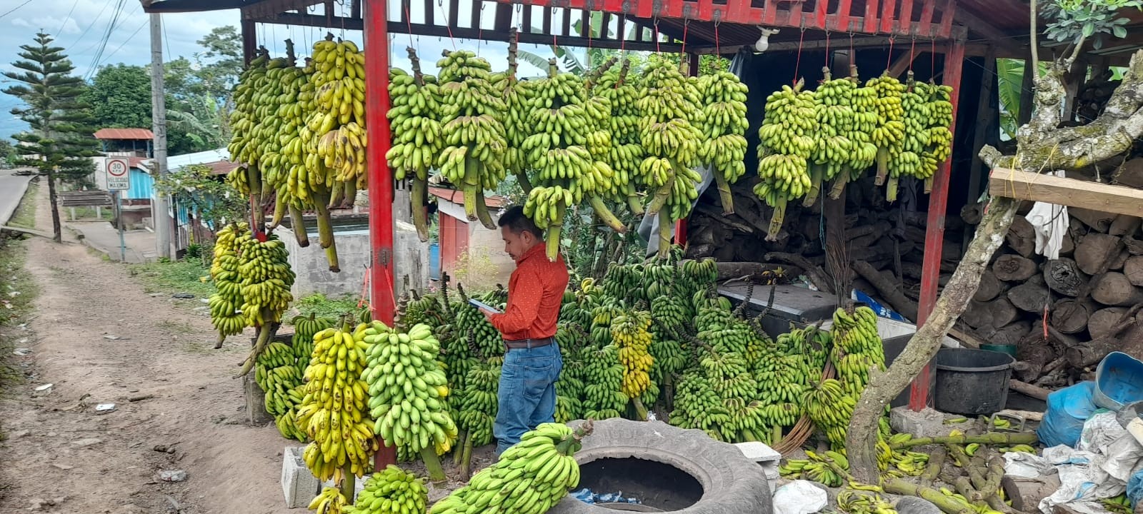BANANO1