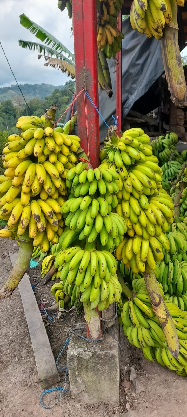 BANANO3
