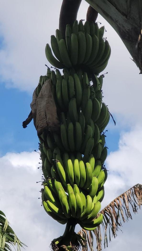 BANANO5