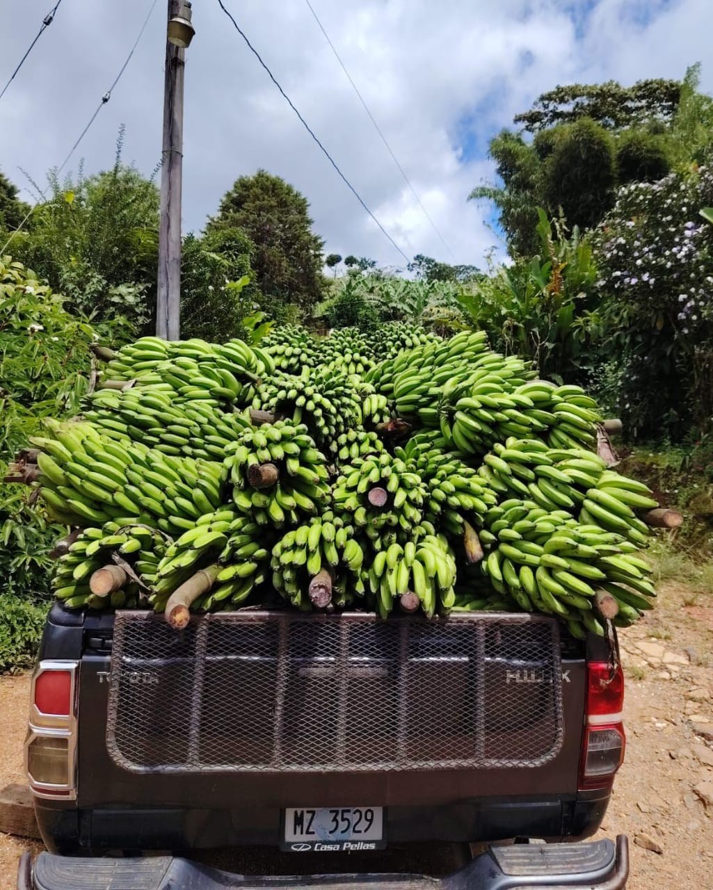 BANANO7