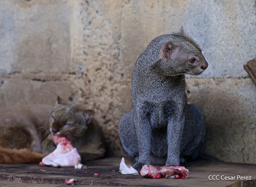 ZOOLOGICO-(11)