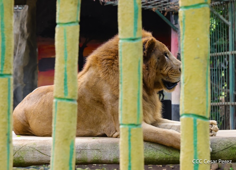 ZOOLOGICO-(16)