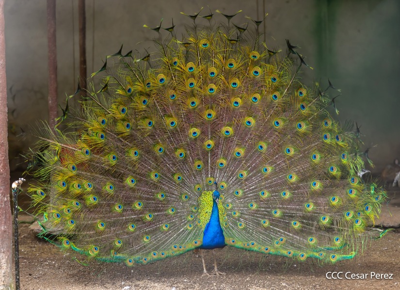 ZOOLOGICO-(21)