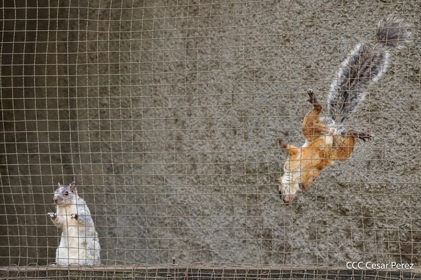 ZOOLOGICO-(8)