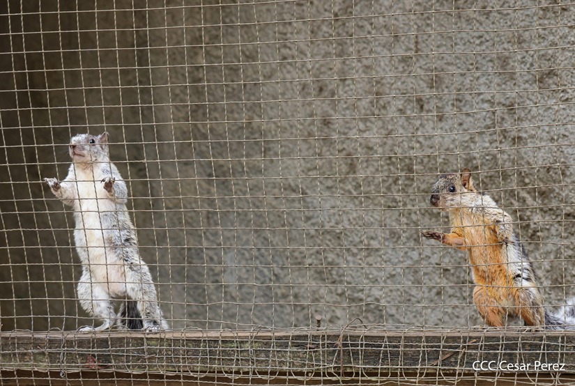 ZOOLOGICO-(9)