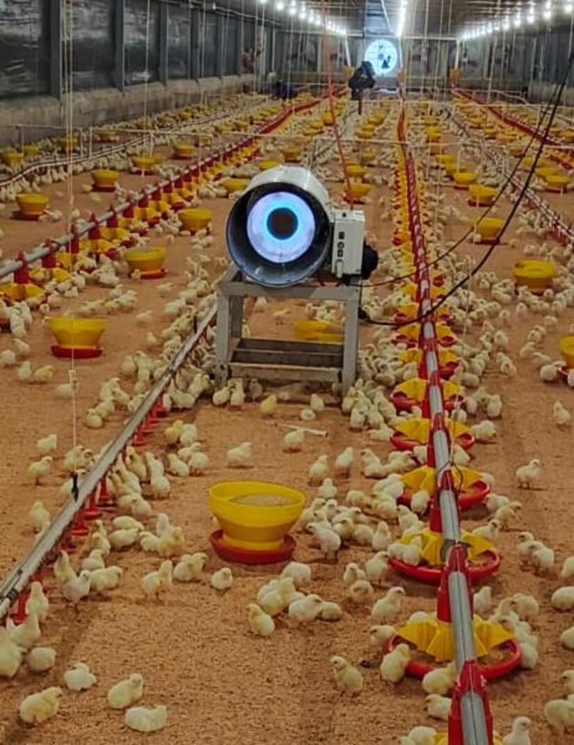 POLLO2