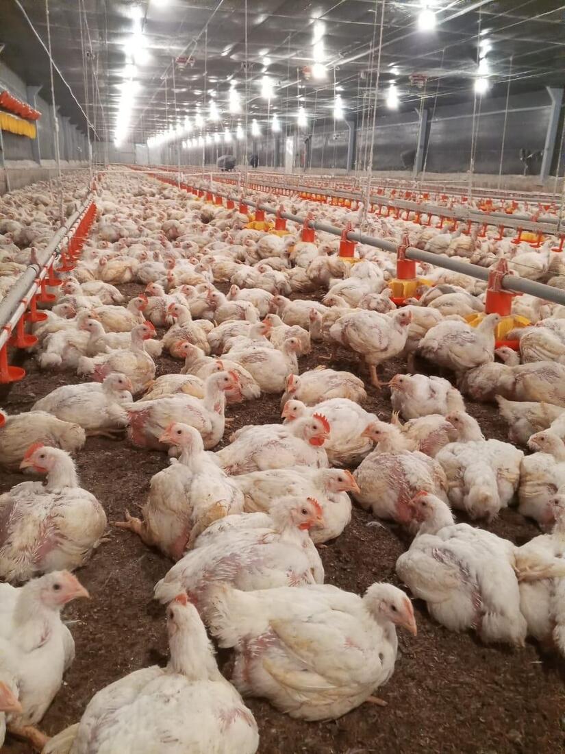 POLLO3