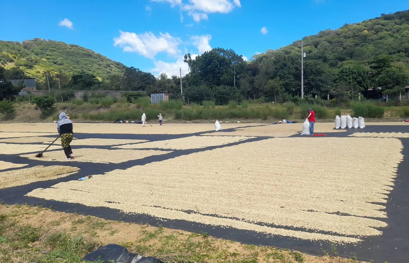 Produccion-de-Cafe--(4)