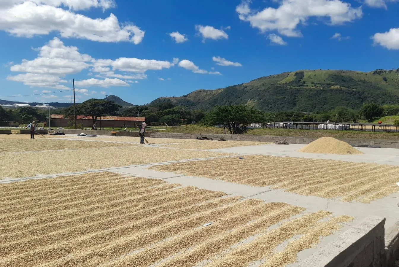 Produccion-de-Cafe--(5)