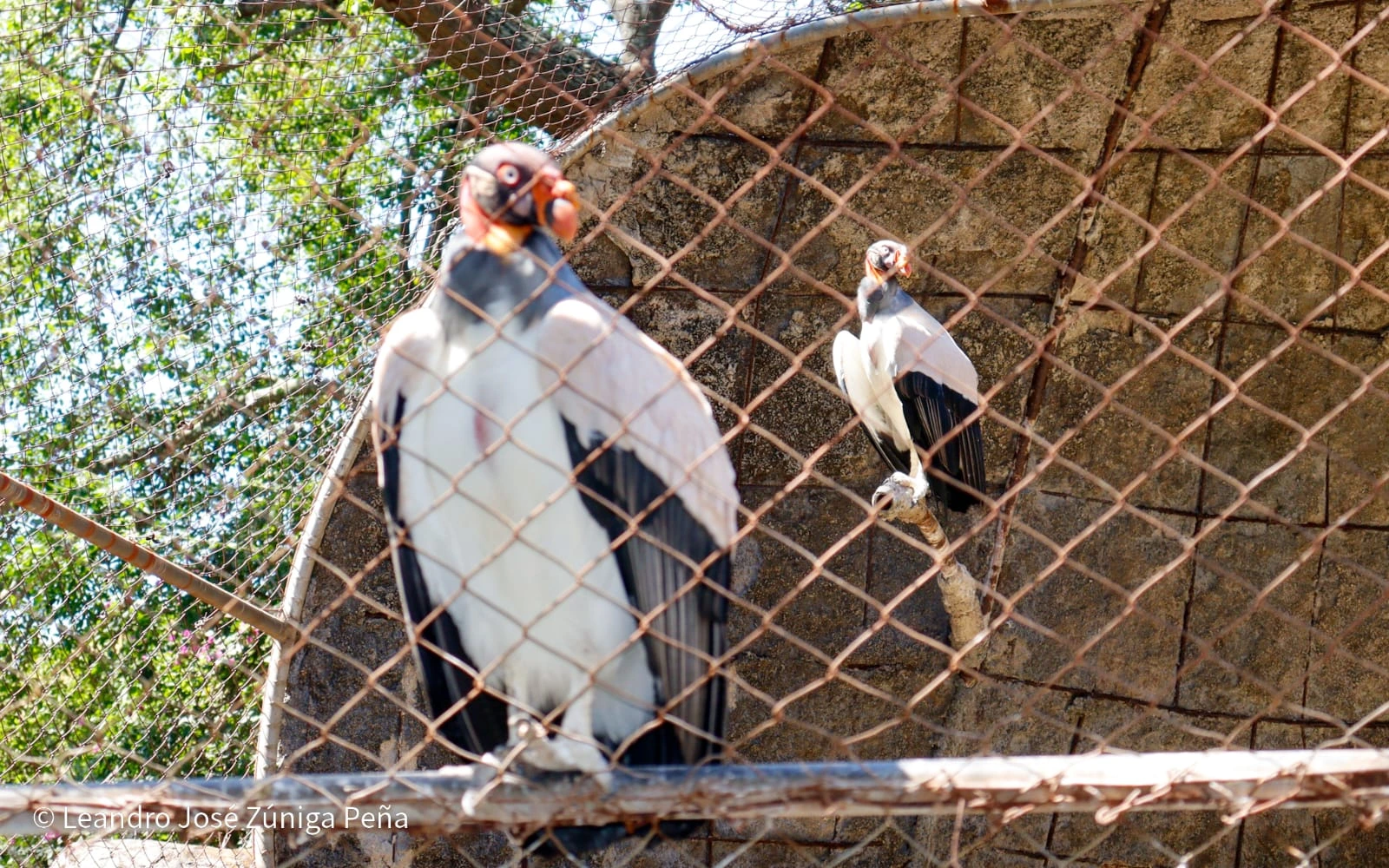 ZOOLOGICO2