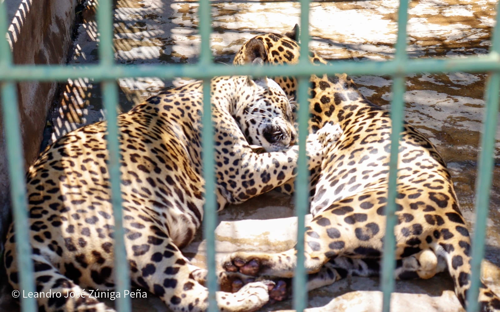 ZOOLOGICO9