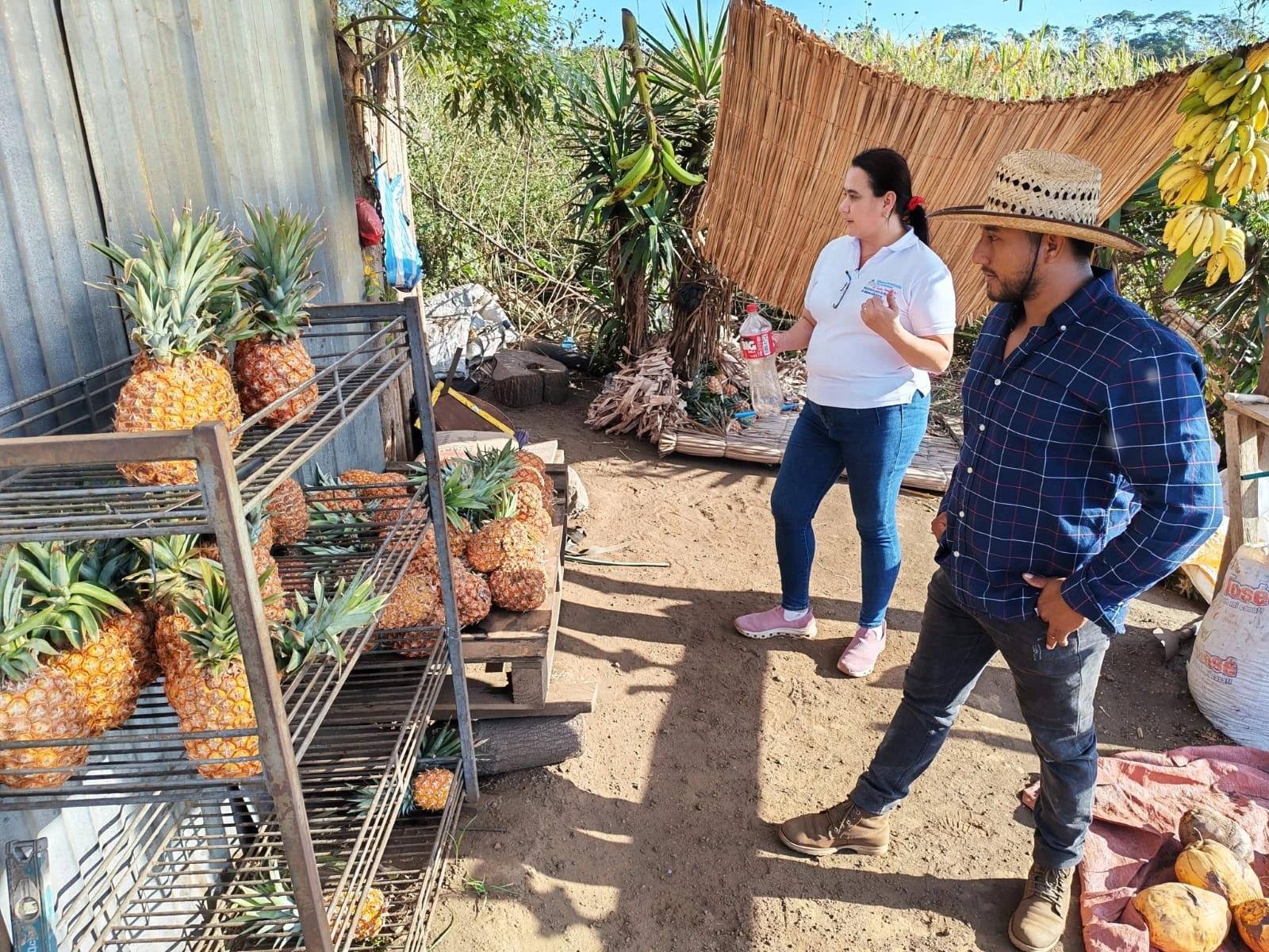 PINACO3