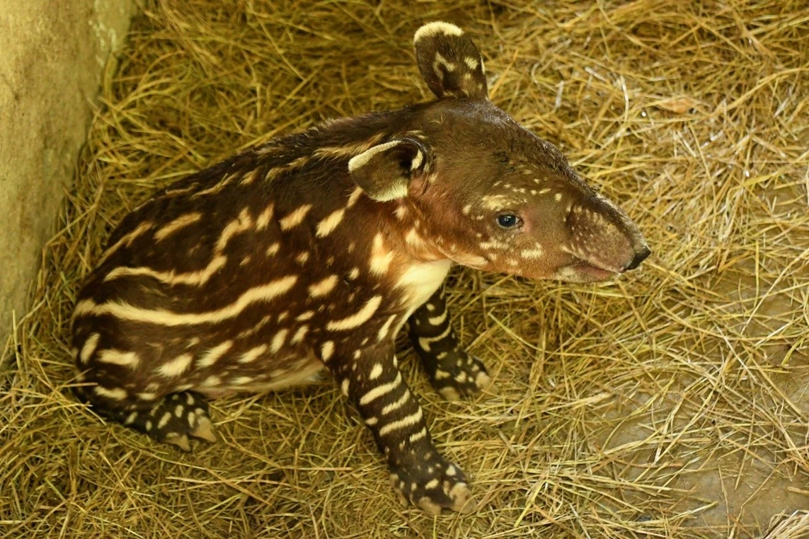 ZOOLOGICO2