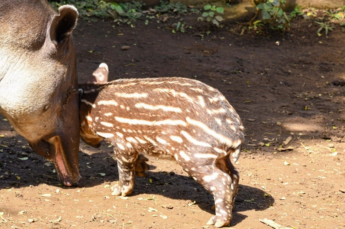 ZOOLOGICO4