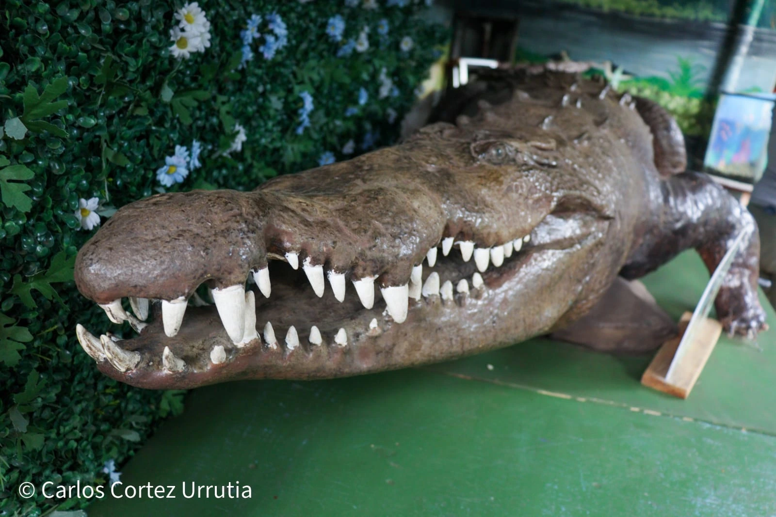 ZOOLOGICO-(1)