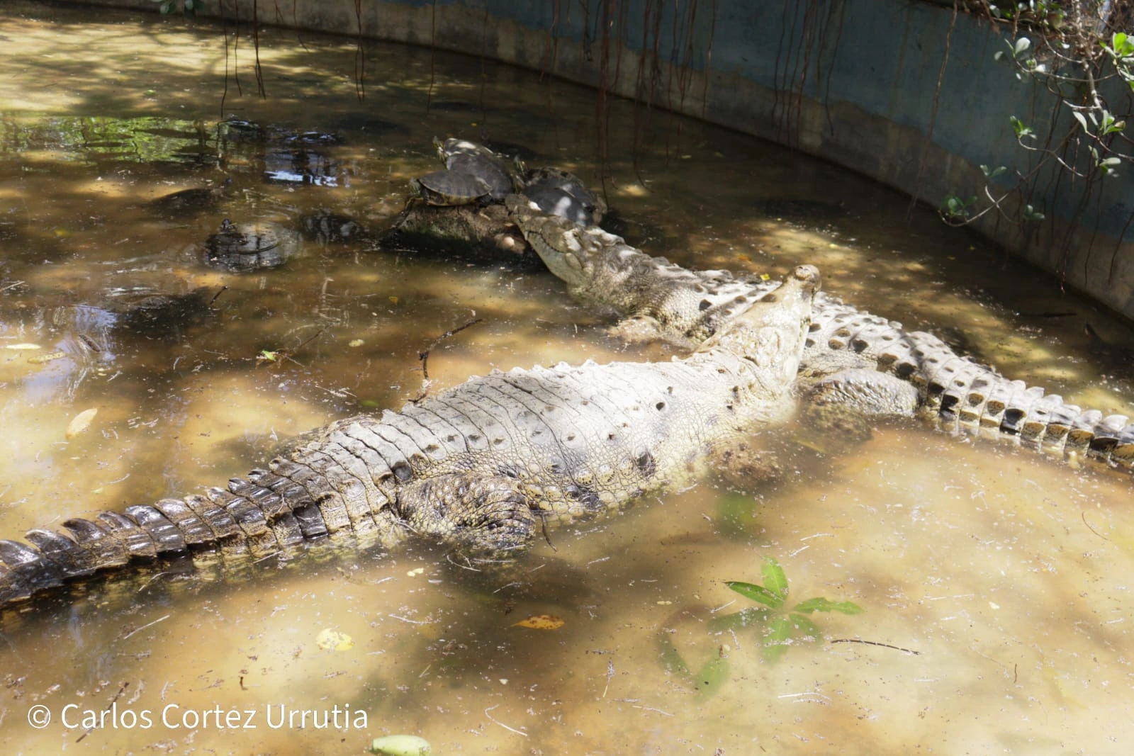 ZOOLOGICO-(11)