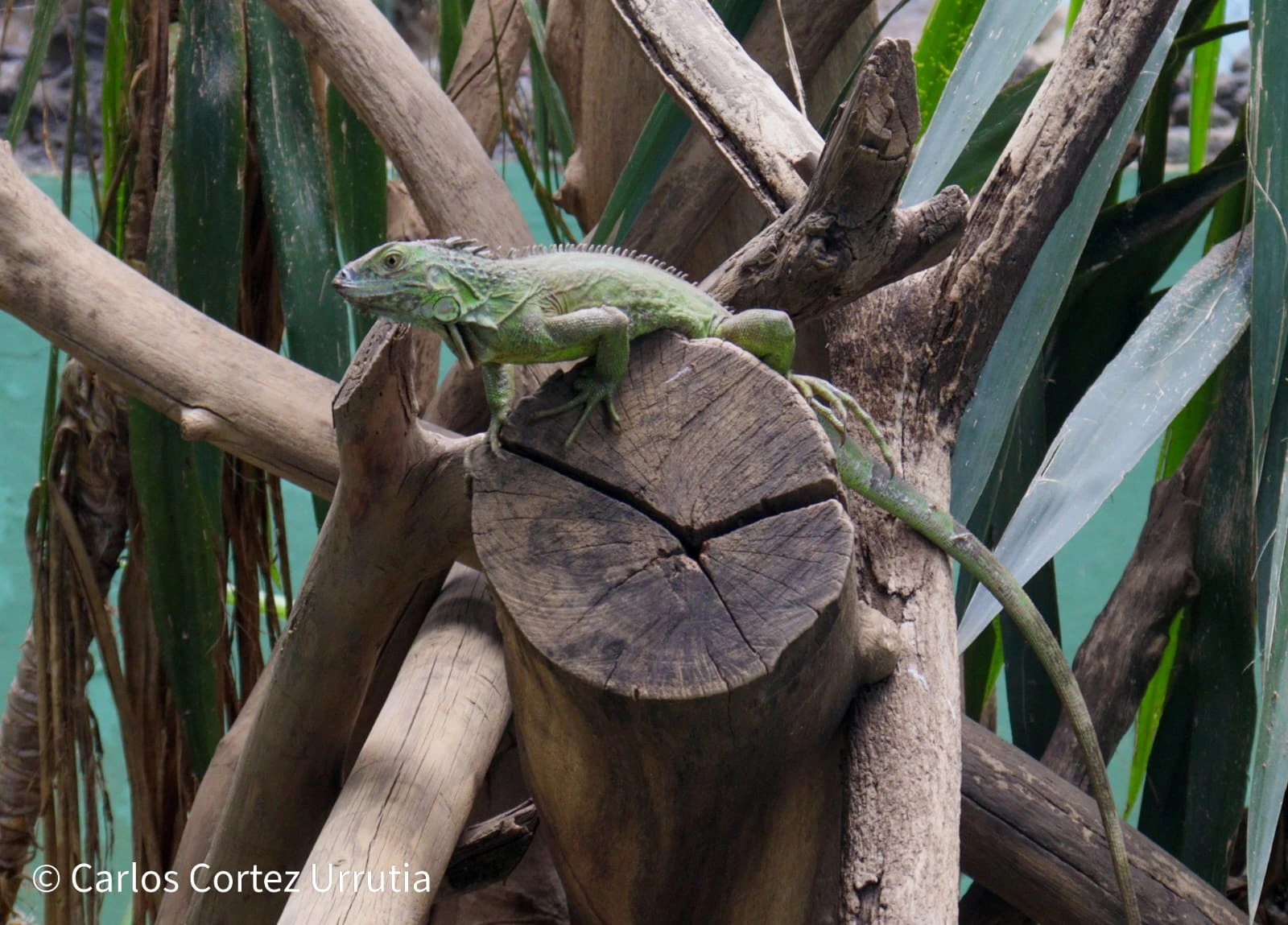 ZOOLOGICO-(14)
