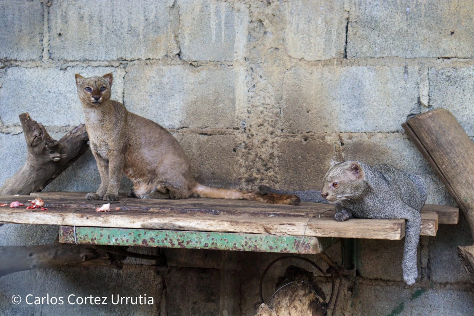 ZOOLOGICO-(15)