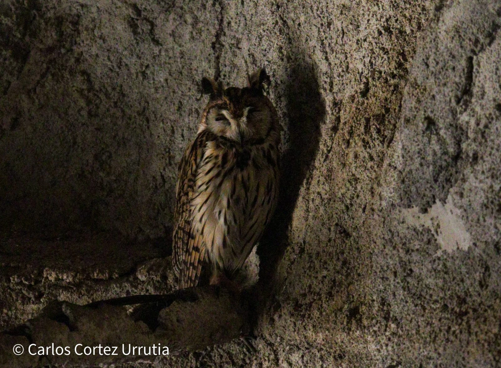 ZOOLOGICO-(16)