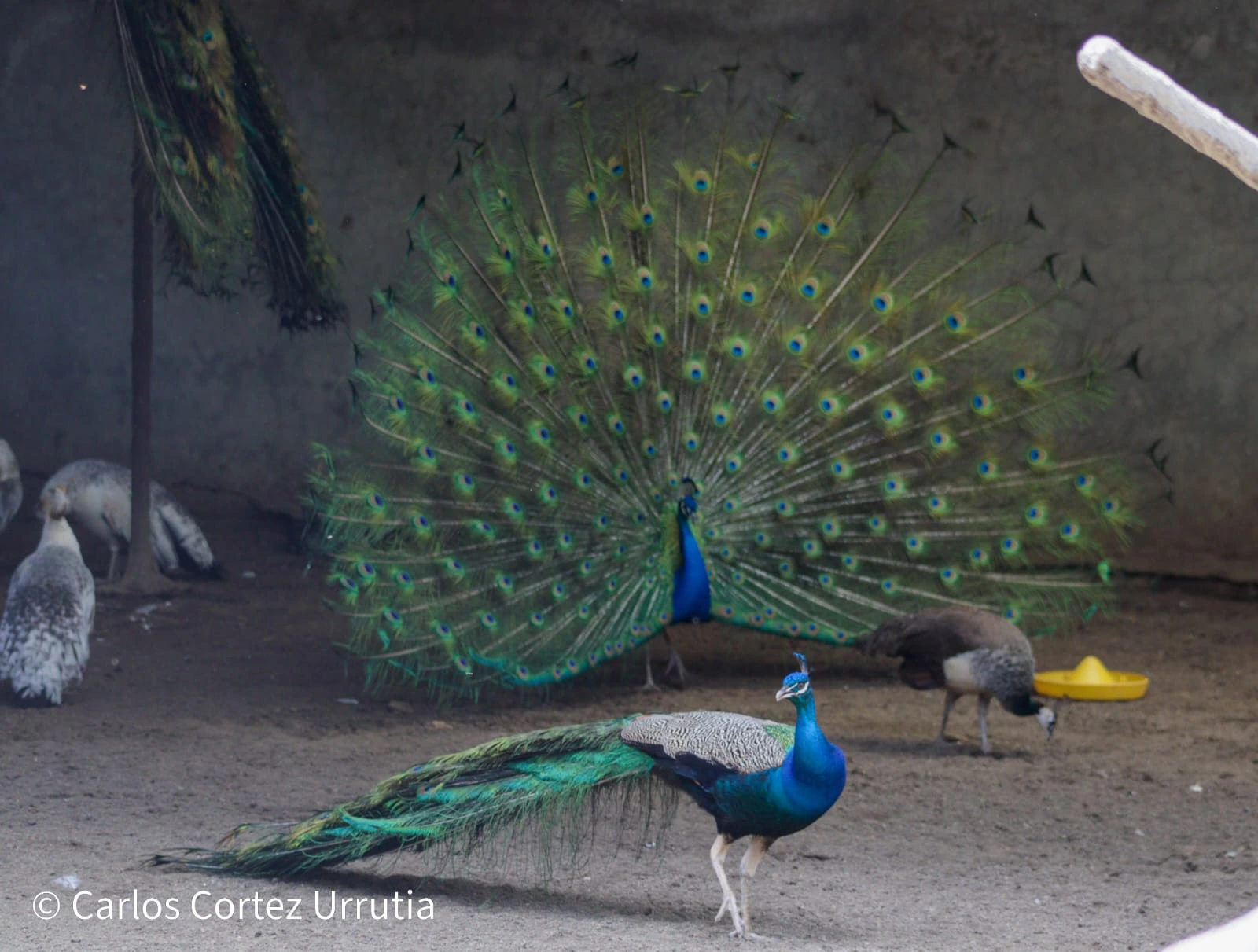 ZOOLOGICO-(5)