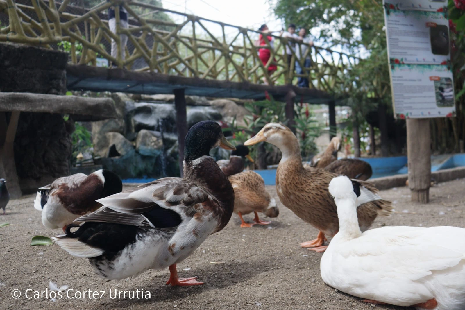 ZOOLOGICO-(7)