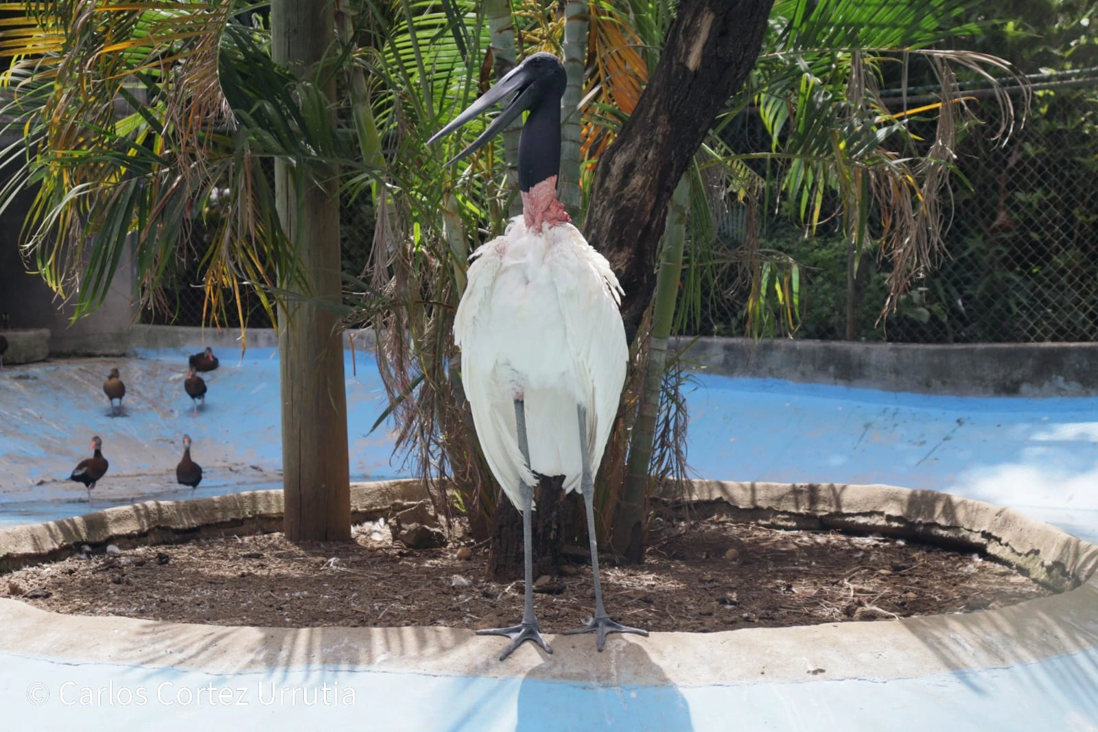 ZOOLOGICO-(9)