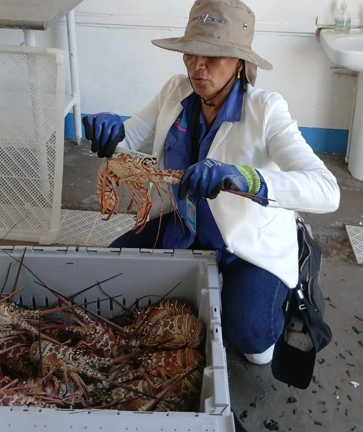 LANGOSTA2