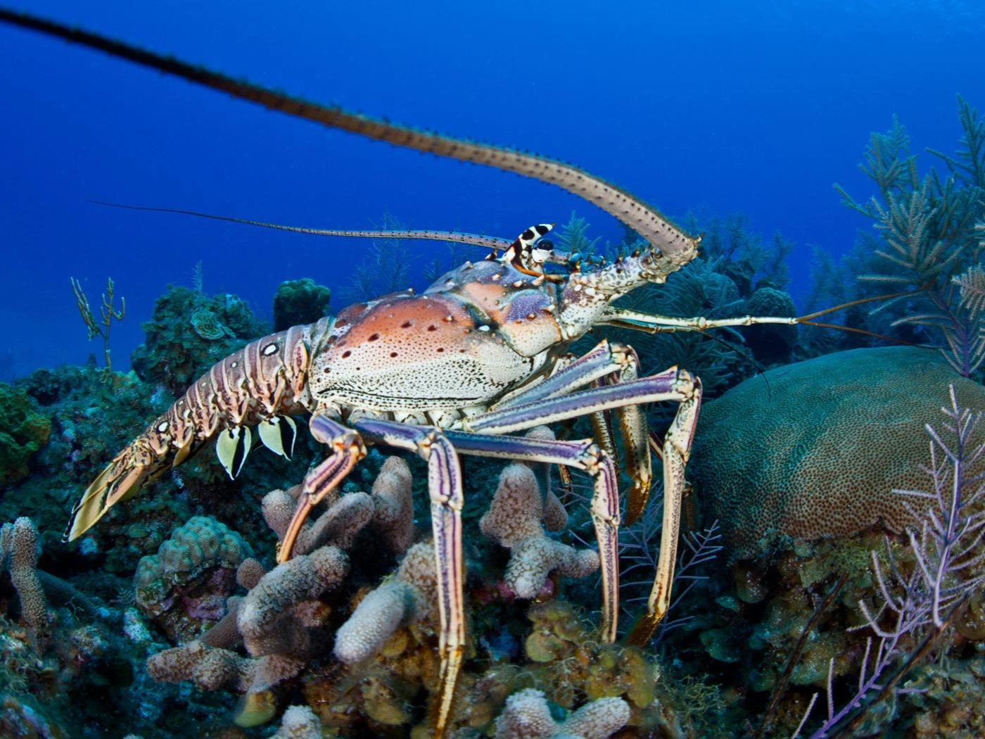 LANGOSTA3