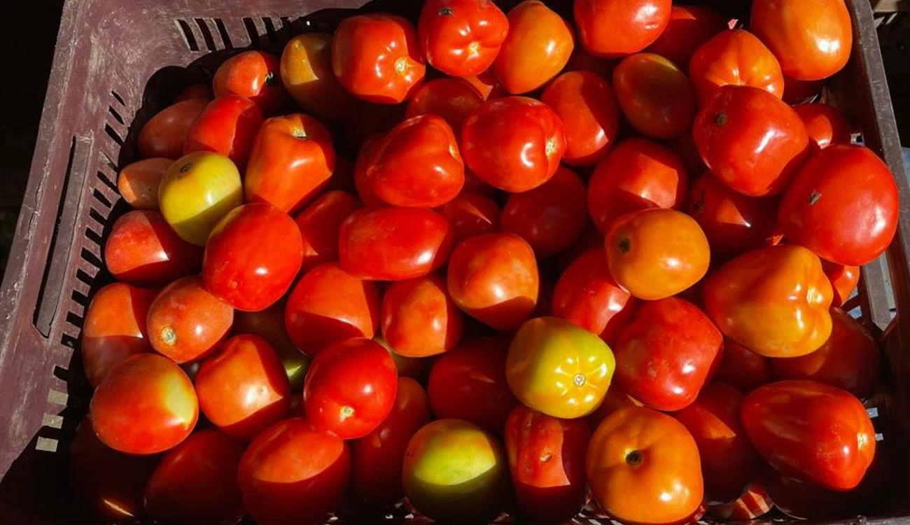 TOMATE1