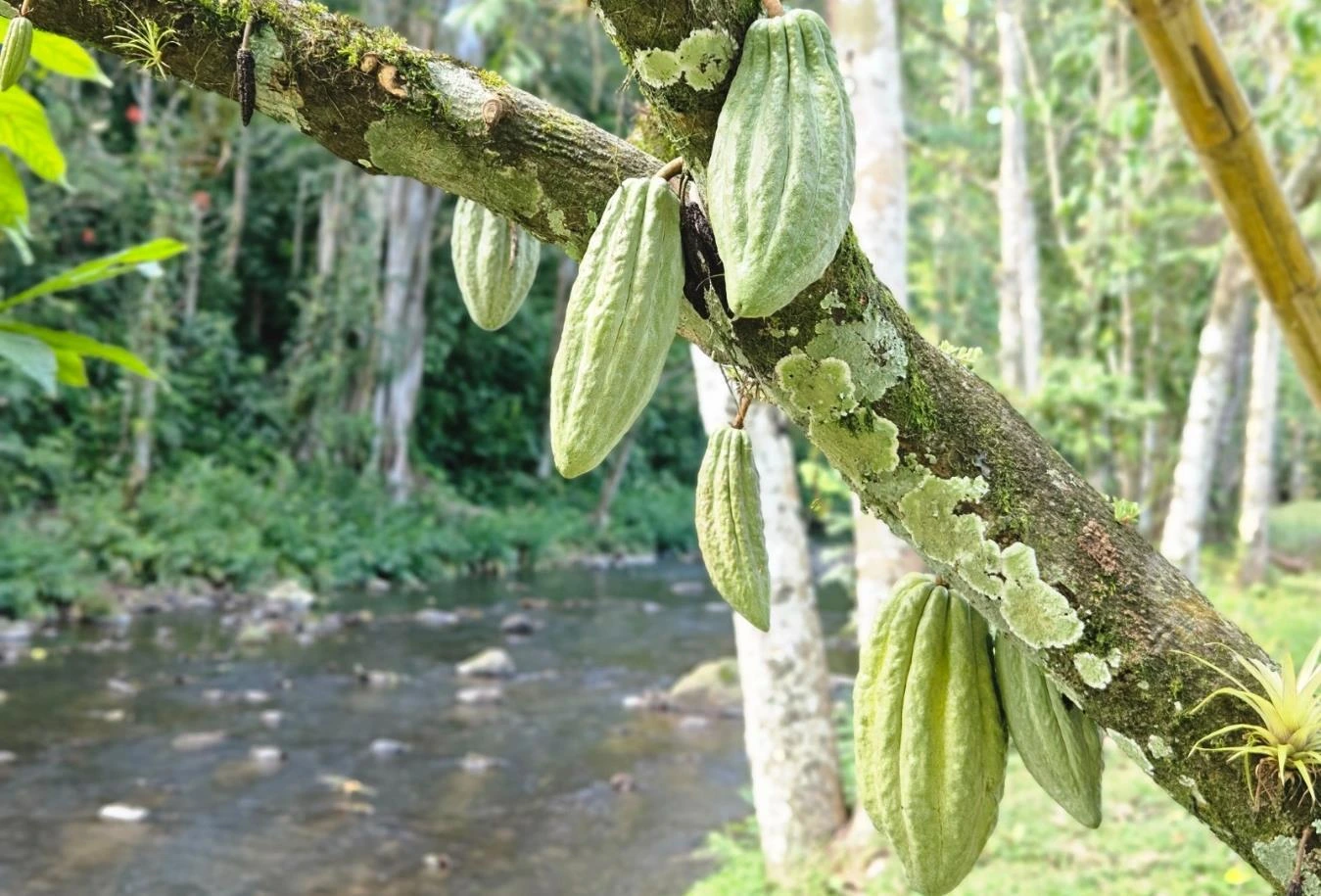 CACAO3